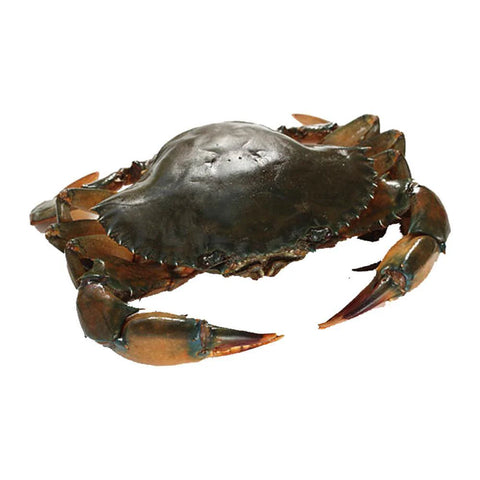 Mud Crab Large Size 1Kg