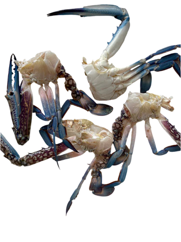 Blu Crab Cut & Clean Medium Size 1Kg