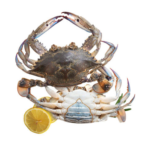 Whole Sea Crab Female (MEDIUM) Size 500g