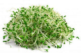 Alfalfa Sprouts 125g - QualityFood