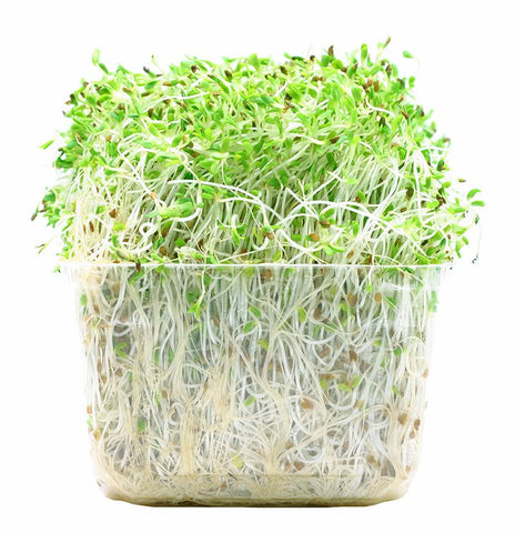 Alfalfa Sprouts 125g - QualityFood