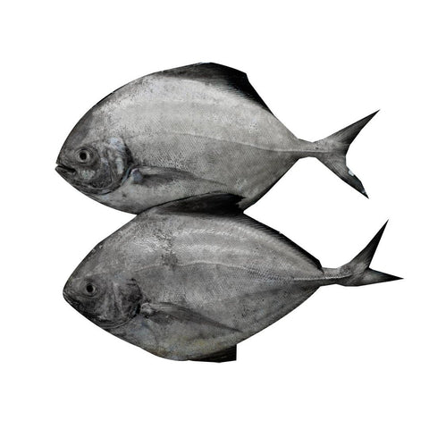 Black Pomfret / Zubaidy Al Aswad / Karutha Avoli (Medium) - Whole Cleaned (With Skin) 500g - QualityFood