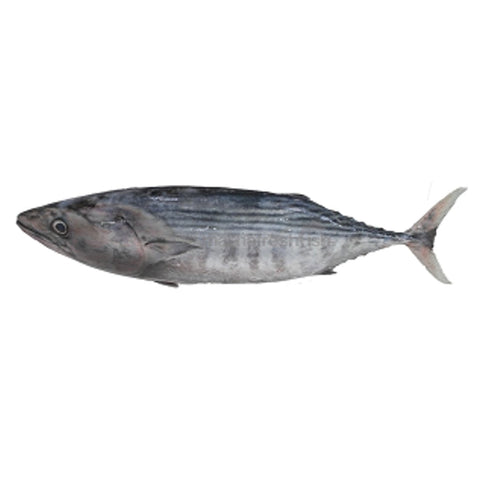 Black Tuna / Tunny / Choora - Whole 500g - QualityFood