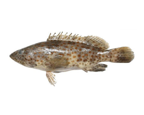 Grouper / Reef Cod / Kalava / Hamour whole cleaned 1.5Kg - QualityFood