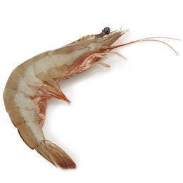 Gulf Prawns, Trimmed, Head-On & Shell On - Medium Size 500g - QualityFood