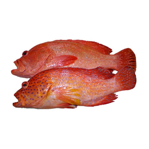 Red Grouper / Hamour / Reef Cod - Whole Cleaned 1Kg - QualityFood