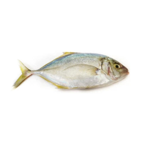Trevally / Jesh Sal / Vatta (Small) - Whole 500g - QualityFood