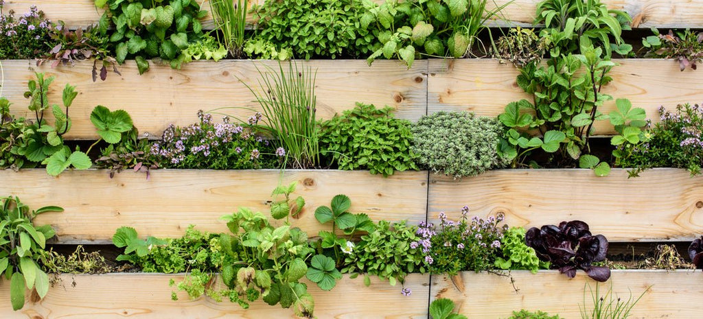 When to Use Fresh or Dried Herbs for Maximum Flavour