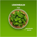 Blue Tea Lemon Balm Tea 50g - image 4