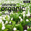 Blue Tea Jasmin Herbal Tea 30g - image 3