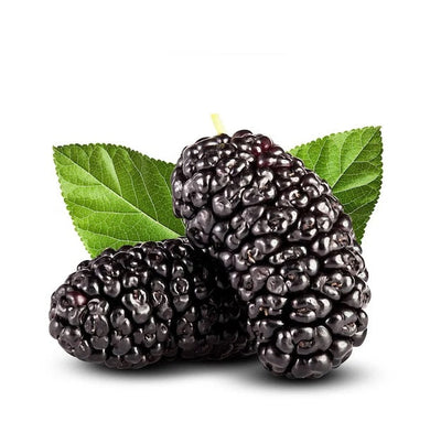 Lebanese Mulberries (Toot) 450g — توت | Air-Flown