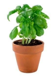Basil pot 210g - QualityFood
