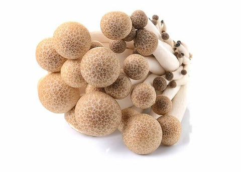 Brown Shimeji Mushroom - QualityFood