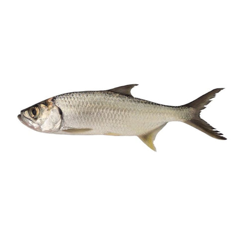 Lady Fish / Hassom / Silver Whiting - Whole cleaned 500g - QualityFood