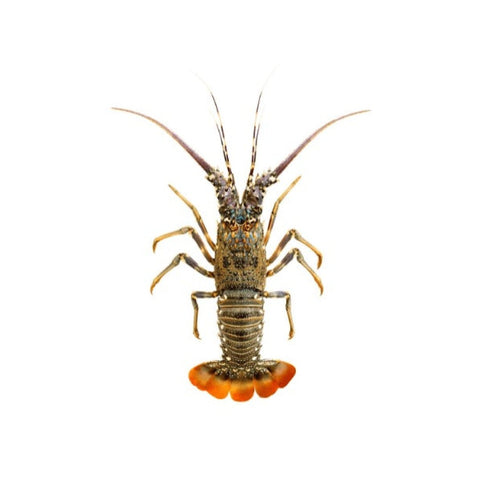 Lobster Scampi / Attukonchu / Jinga / Golda Chingdi whole cleaned 500g - QualityFood