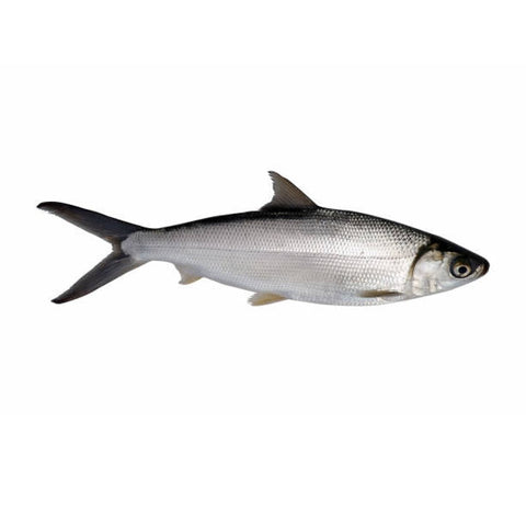 Marine Milk Fish / Poomeen (Small) - Whole Cleaned 500g - QualityFood