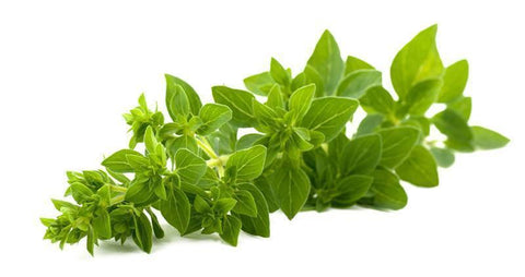 From Italy Vegetables Oregano