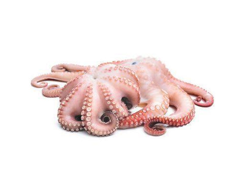 Whole Mini Octopus Cleaned 2Kg - QualityFood
