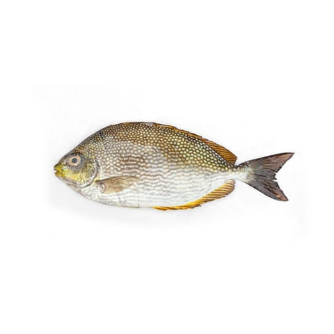 Wild Safi / Omani fish/ whole cleaned 500g - QualityFood