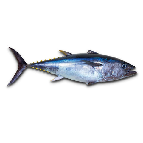 Yellow Fin Tuna / Kera - Whole cleaned 2.5kg - QualityFood